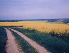 Champ de Colza